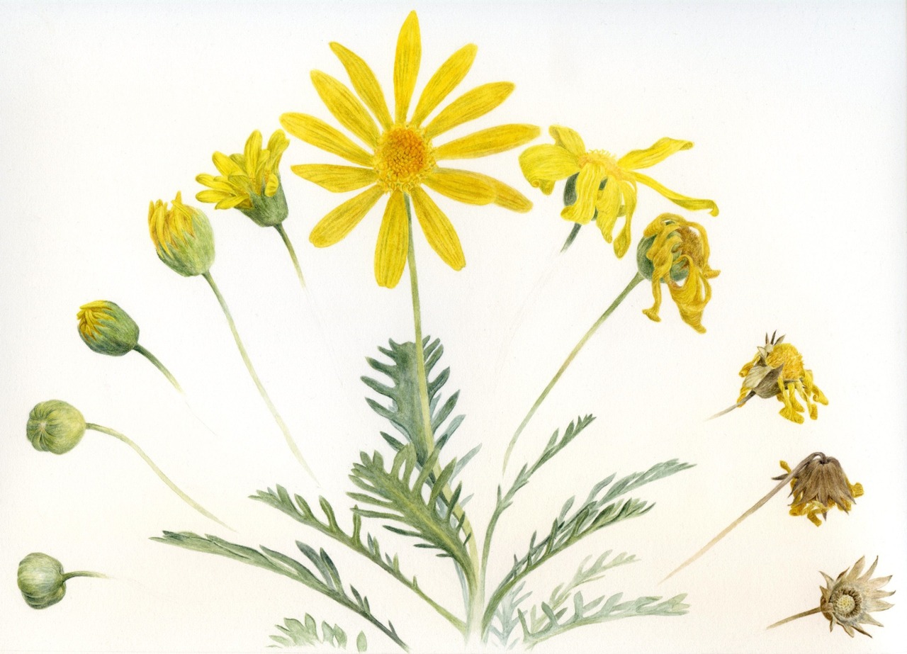 1280x923 Flower Drawing Tumblr - Daisy Drawing Tumblr