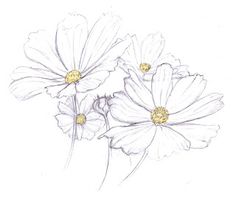 236x198 Best Flower Sketch Images Drawing Flowers, Flower Designs - Daisy Drawing Tumblr
