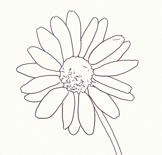 Cool Realistic Aesthetic Daisy Drawing Sarah Sidney Blogs