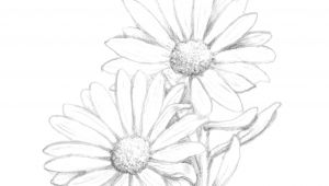 300x170 Tumblr Drawing Online Art - Daisy Drawing Tumblr