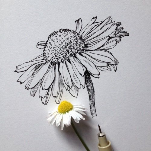 500x500 Art, Beautiful, Black And White, Daisy, Drawing, Flower, Pen, Real - Daisy Drawing Tumblr