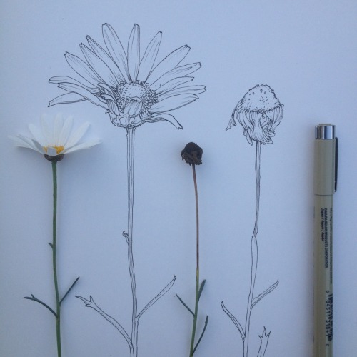 500x500 flower nature peace daisy daisy lowe good vibes natureza flores - Daisy Drawing Tumblr