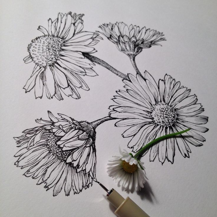 736x736 Daisy Flower Drawing Tumblr - Daisy Drawing Tumblr