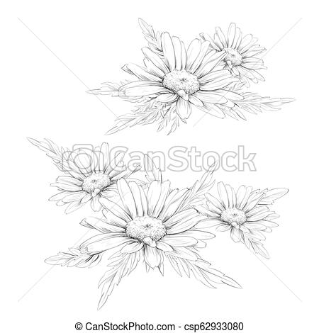 450x470 daisy flower drawing vector hand drawn engraved floral set - Daisy Flower Drawing