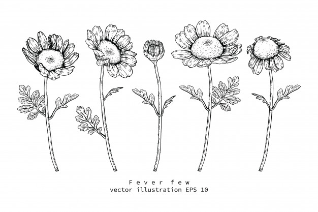 626x417 Feverfew Daisy Flower Drawings Vector Premium Download - Daisy Flower Drawing