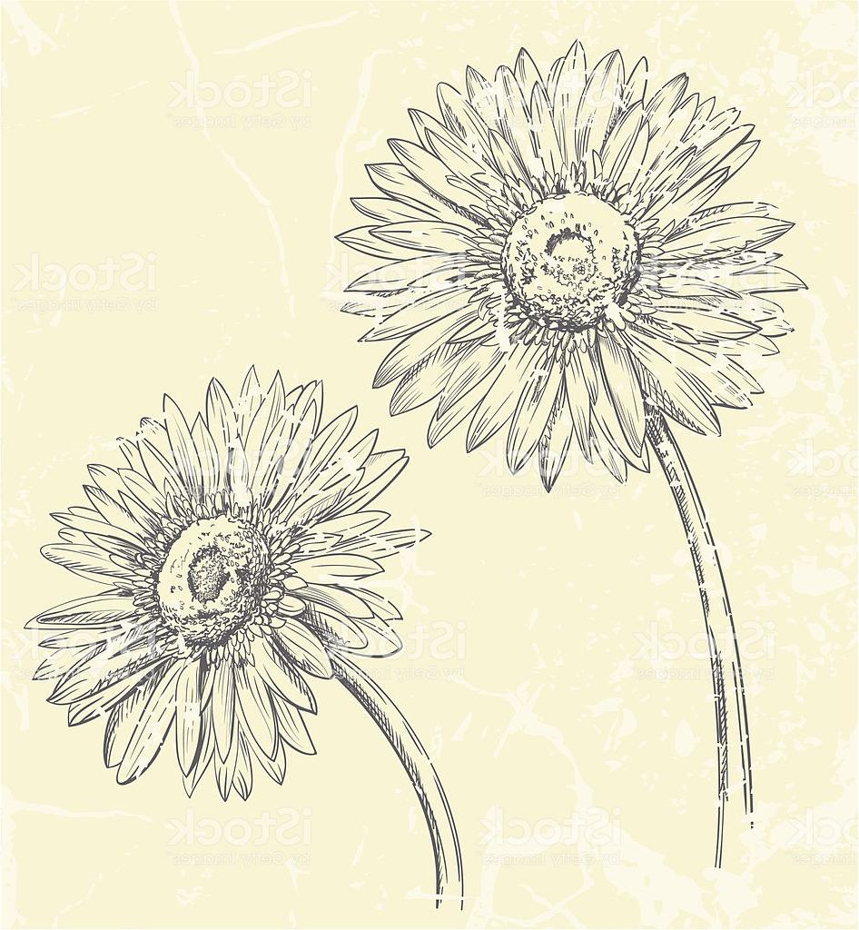 946x1024 hd gerbera daisy flowers drawing vector library - Daisy Flower Drawing