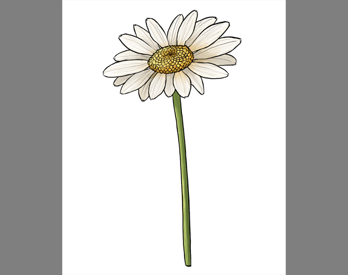 700x553 how to draw flowers the innocent and cheerful daisy - Daisy Flower Drawing
