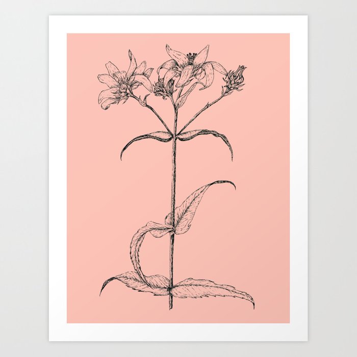 700x700 Scientific Daisy Pink Flower Drawing Art Print - Daisy Flower Drawing