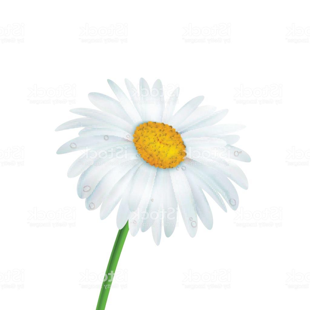 1024x1024 Top Realistic Daisy Flower Drawing Vector Library Free Vector - Daisy Flower Drawing