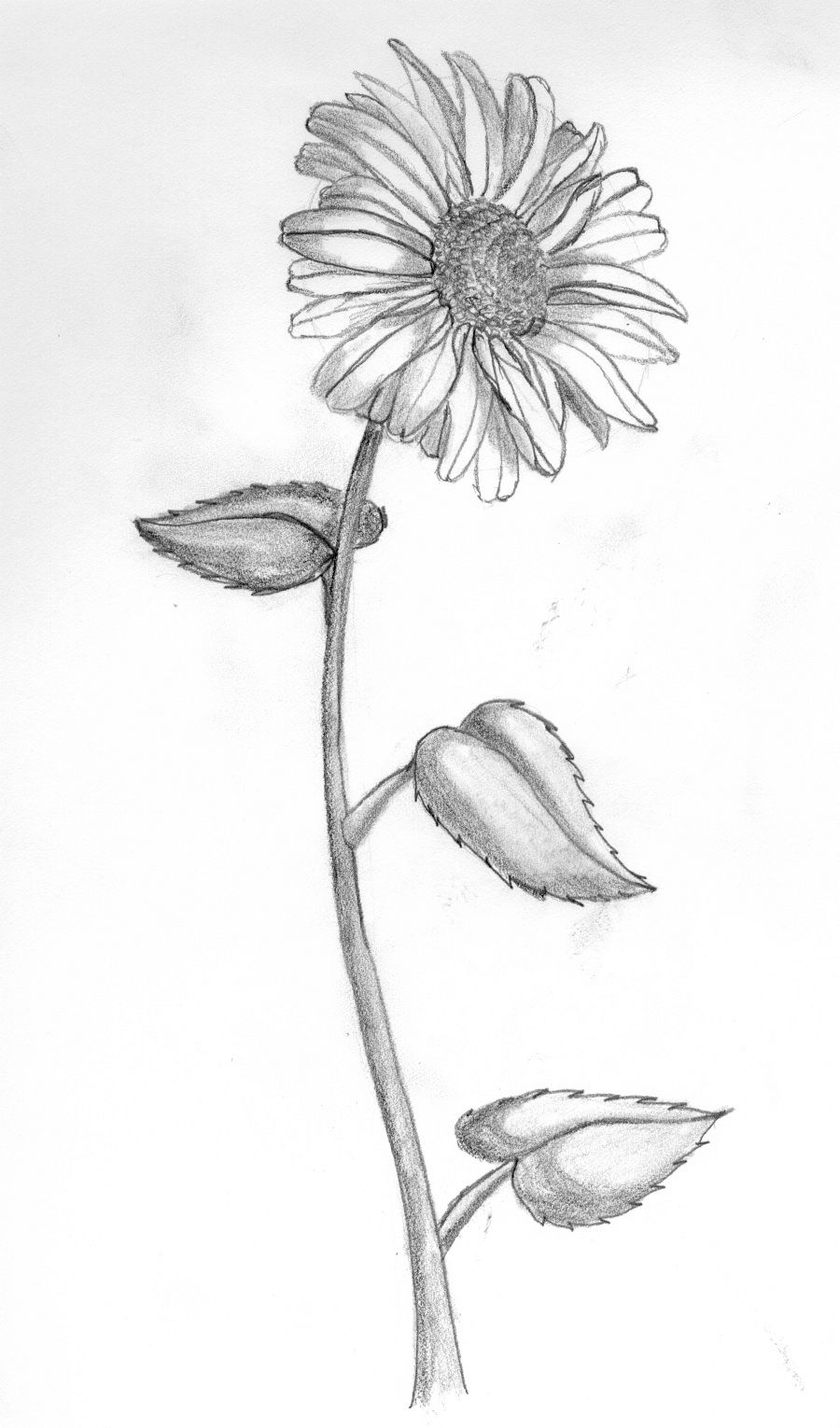 900x1530 Daisy Flower Drawing - Daisy Flower Drawing