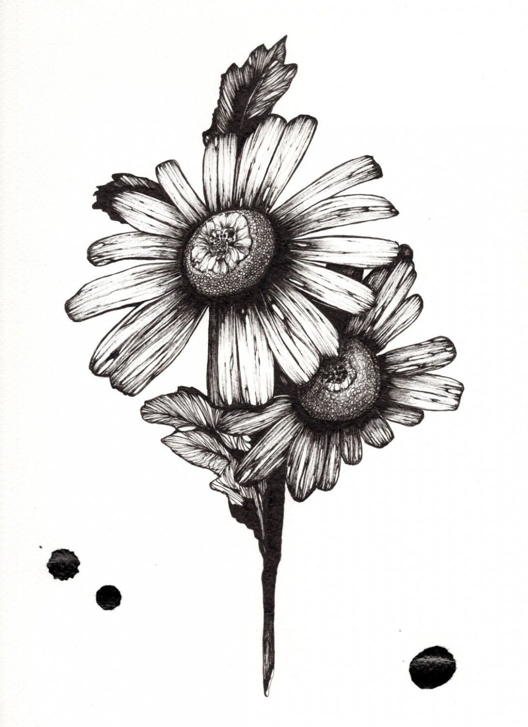 1057x1455 daisy flower drawing tumblr painting practice drawings daisy - Daisy Flower Drawing