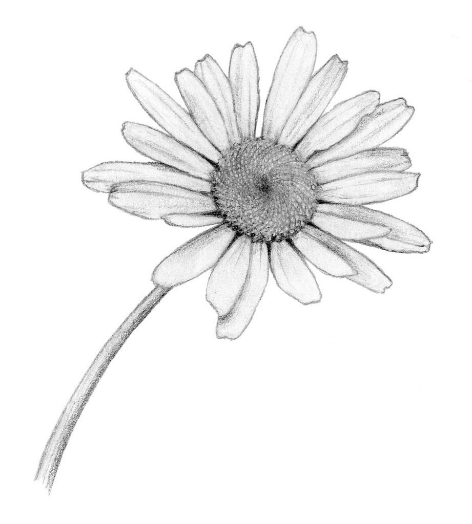 921x1024 daisy flowers drawing and ox eye daisy my style - Daisy Flower Drawing
