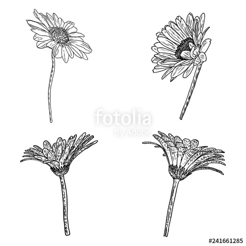 500x500 Daisy Floral Botany Collection Sketch Daisy Flower Drawings - Daisy Line Drawing