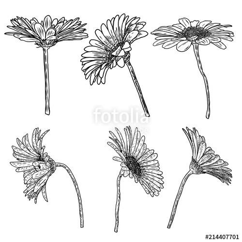 500x500 Daisy Floral Botany Set Sketch Daisy Flower Drawings Black - Daisy Line Drawing
