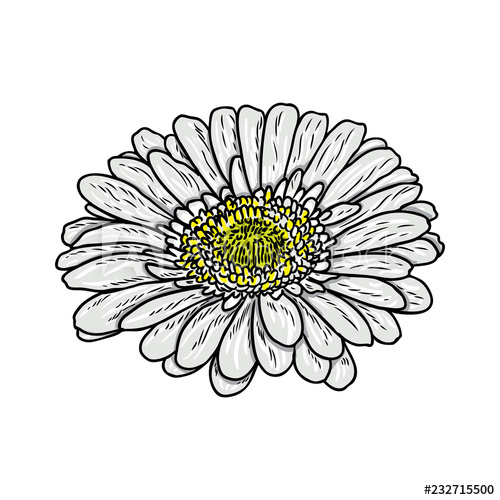 500x500 Daisy Floral Botany Sketch Daisy Flower Drawing Color Line Art - Daisy Line Drawing