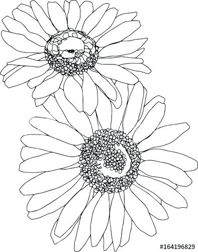 394x500 Drawing Of Daisies Simple Daisy At Com Line Johnclarkson - Daisy Line Drawing