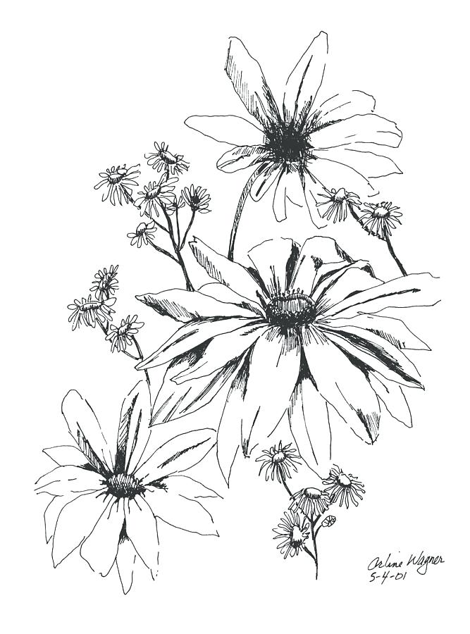 667x900 Drawing Of Daisies Sketch - Daisy Line Drawing