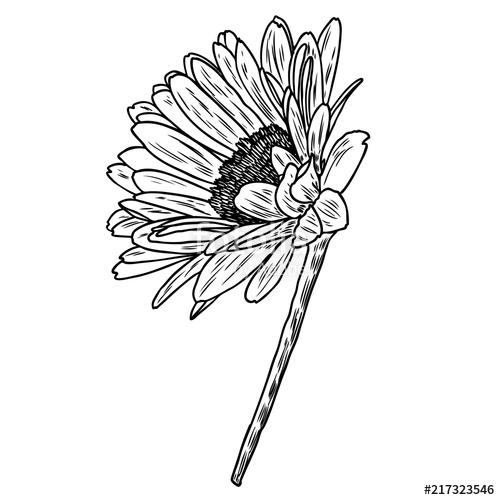 500x500 Drawing Daisy Flower Floral Hand Drawn Botanical Element - Daisy Line Drawing