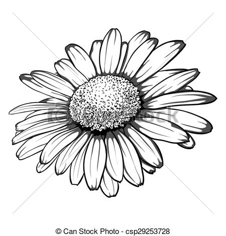 450x470 Beautiful Monochrome, Black And White Daisy Flower Isolated - Daisy Line Drawing