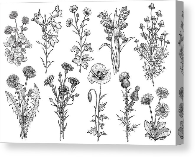 661x535 Wildflower, Bluebell, Bellflower, Buttercup, Chamomile, Clover - Daisy Line Drawing