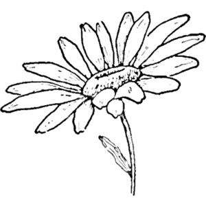 300x300 Daisy Line Drawing Drawing The Daisy How To Draw Daisies - Daisy Line Drawing