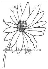 158x228 Flower Outline Drawings - Daisy Outline Drawing