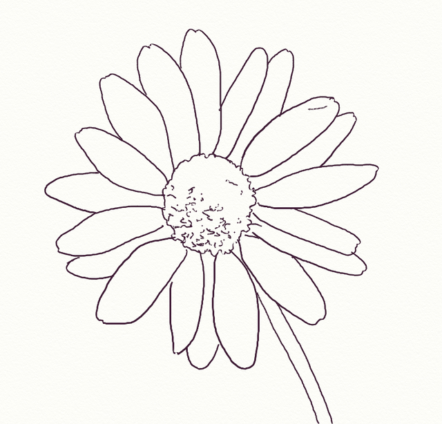 640x614 how to draw a realistic daisy in cleaning tips daisy - Daisy Outline Drawing