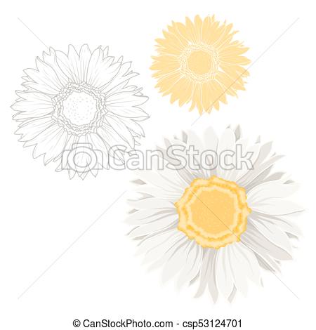450x470 isolated chamomile daisy flowers white yellow set set of isolated - Daisy Outline Drawing