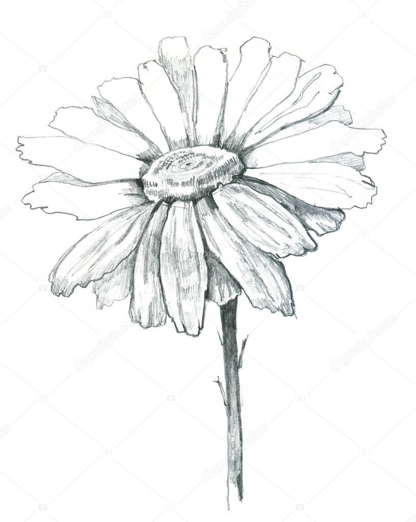 816x1024 Pictures Gerber Daisy Outline - Daisy Outline Drawing
