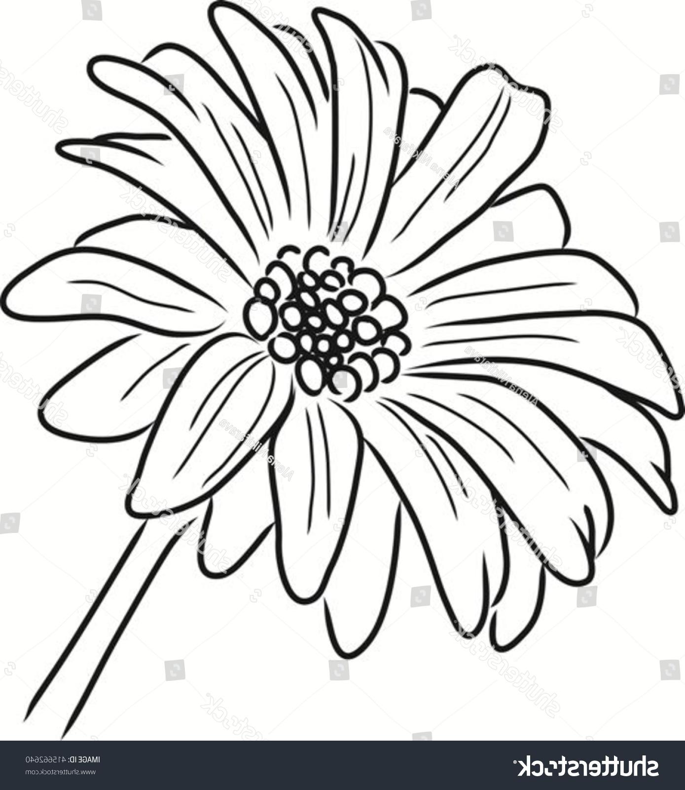 Daisy Outline Drawing at Explore collection of