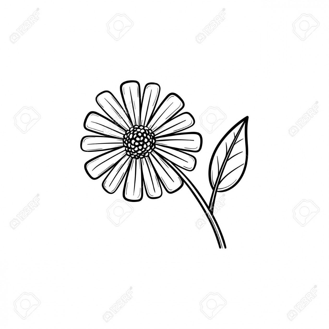 1261x1261 Daisy Drawing Outline - Daisy Outline Drawing