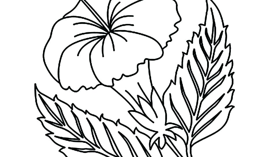 900x544 Coloring Pages Printable Princess For Adults Flowers Kids Summer - Daisy Outline Drawing