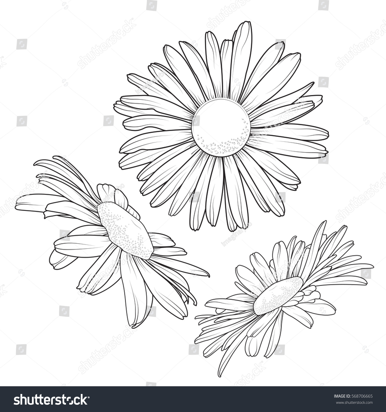 Daisy Outline Drawing at PaintingValley.com | Explore collection of ...