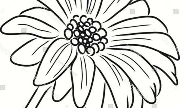 630x380 Daisy Flower Outline Vector - Daisy Outline Drawing