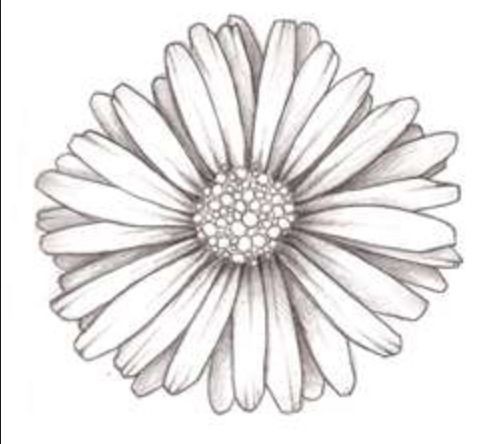 497x444 Daisy Outline - Daisy Outline Drawing