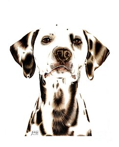 243x300 dalmatian dog drawings fine art america - Dalmatian Dog Drawing