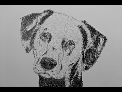 480x360 how to draw a dalmatian dog step - Dalmatian Dog Drawing