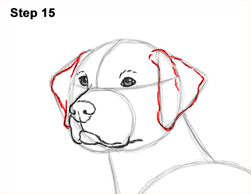 500x386 how to draw a dalmatian dog video step - Dalmatian Dog Drawing