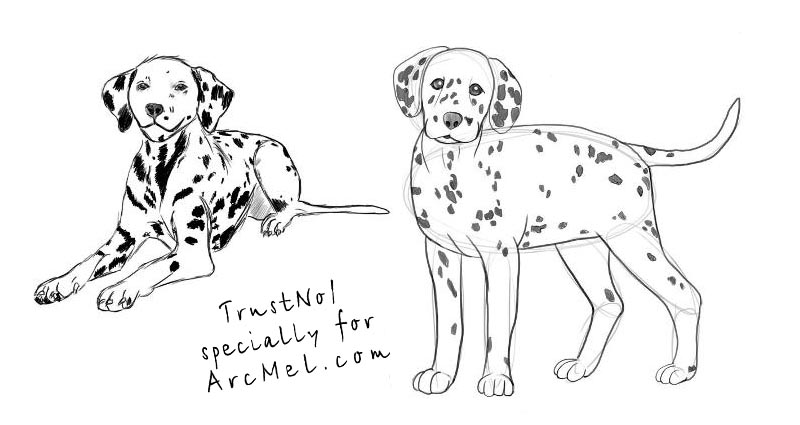 800x425 how to draw a dalmatian step - Dalmatian Dog Drawing
