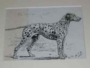 300x225 original antique dalmatian dog pen ink drawing - Dalmatian Dog Drawing