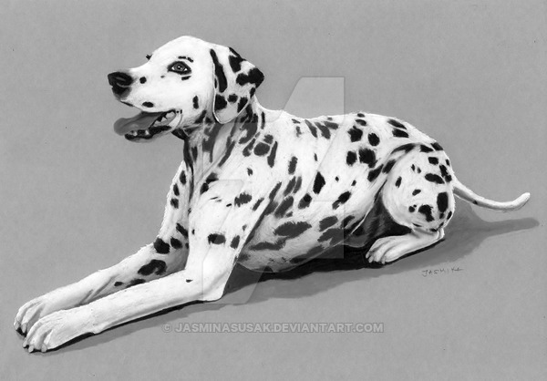 600x418 pencil drawing dalmatian dog - Dalmatian Dog Drawing