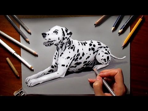 480x360 pencil drawing of a dalmatian dog - Dalmatian Dog Drawing
