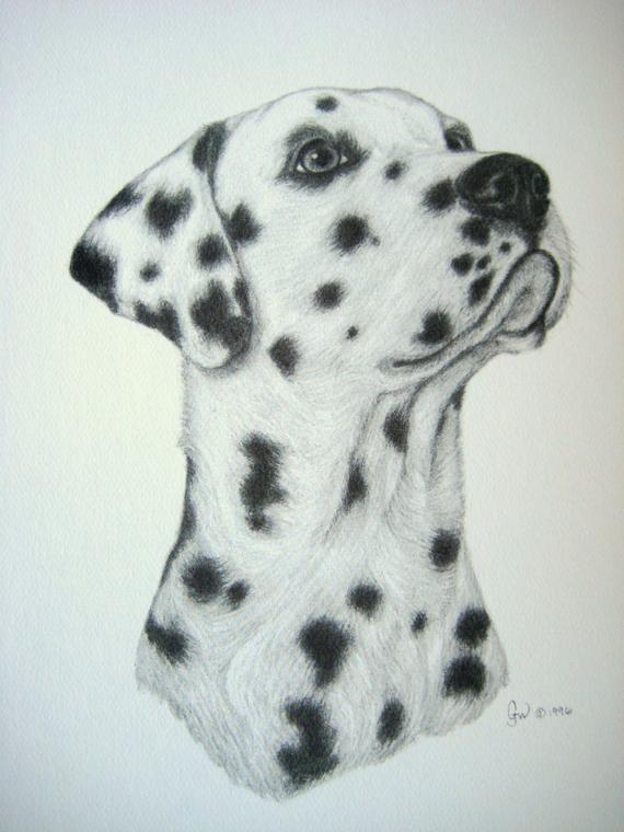 570x760 dalmatian dog art print from original charcoal drawing limited etsy - Dalmatian Dog Drawing