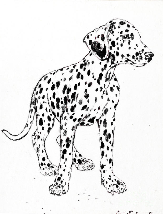 684x900 Dalmatian Puppy Drawing - Dalmatian Drawing