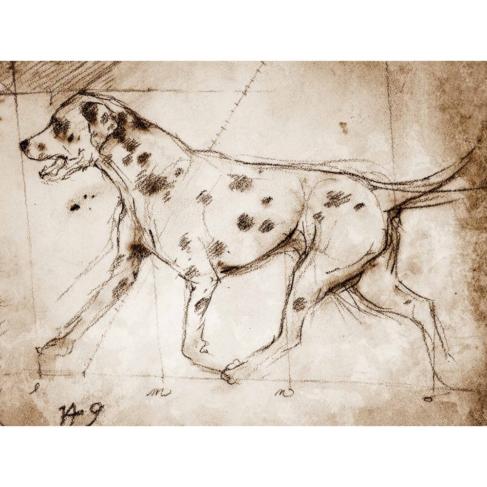 1000x1000 Dalmatian Running A Full Size Da Vinci Style Drawing - Dalmatian Drawing