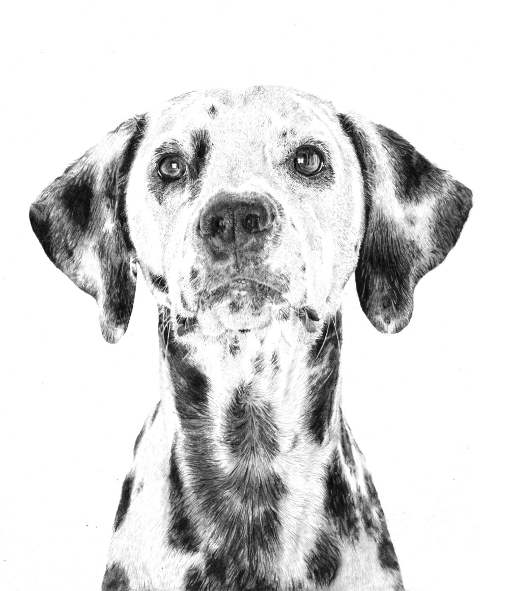 Dalmatian Drawing at Explore collection of