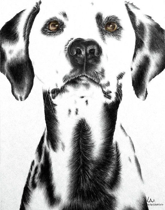 550x700 Drawing Of A Dalmatian Dog Iphone X Case For Sale - Dalmatian Drawing