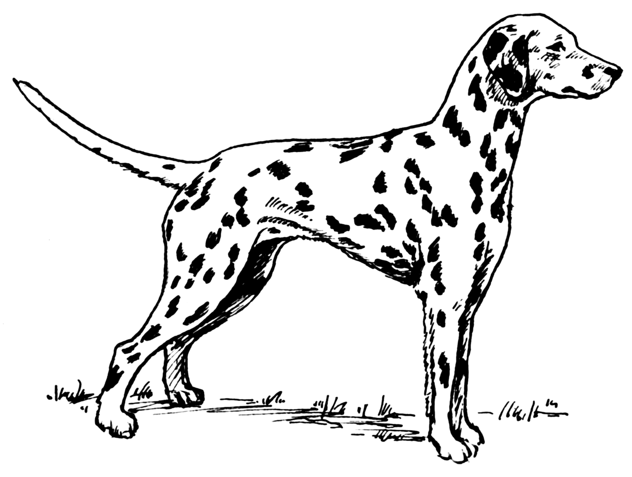 1280x968 Filedalmatian - Dalmatian Drawing