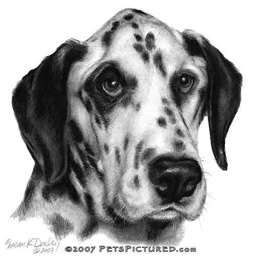 500x500 Friday, Dalmatian Portrait - Dalmatian Drawing