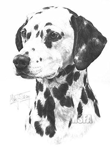 372x500 Gdf Galleries Dalmatian Drawing Giclee Print - Dalmatian Drawing